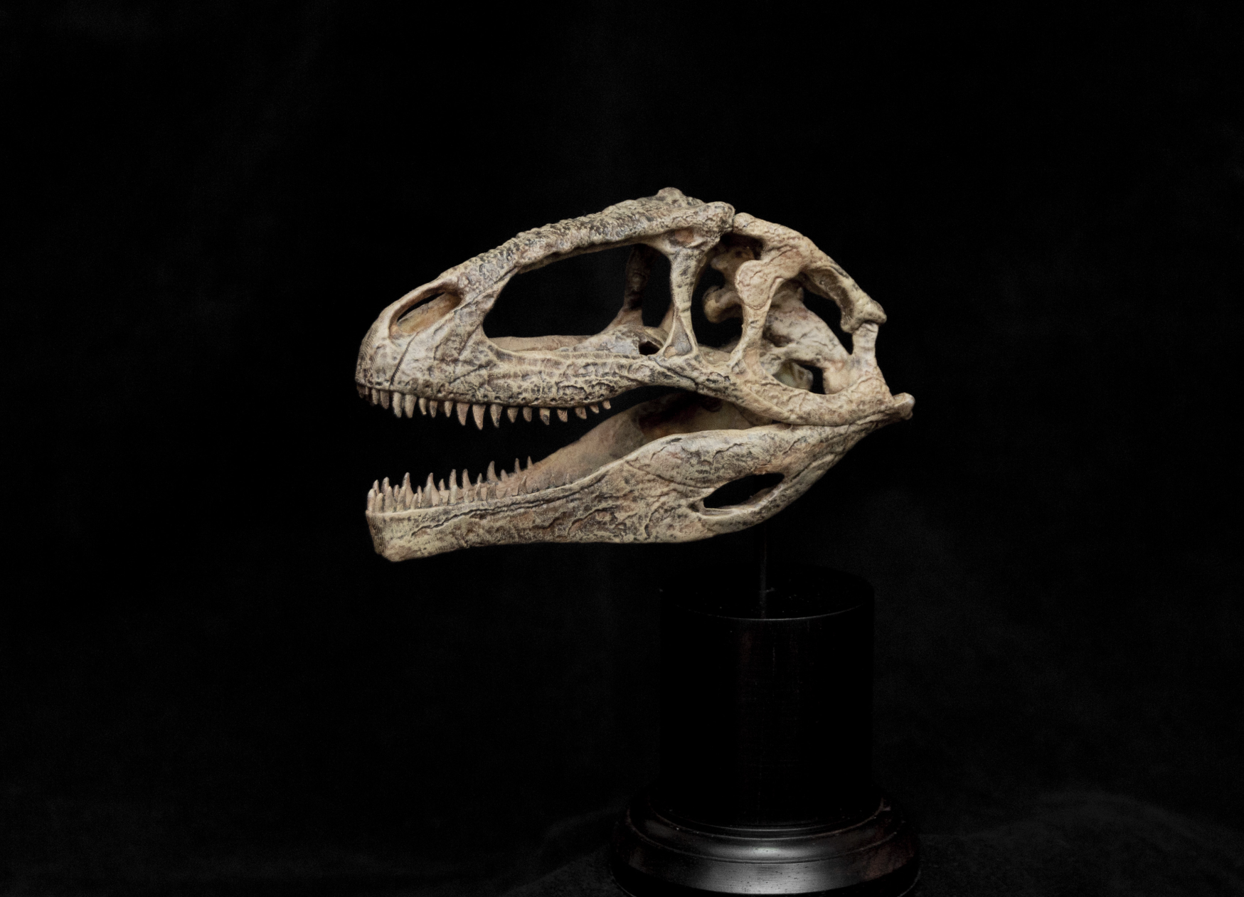 Giganotosaurus Skull Model