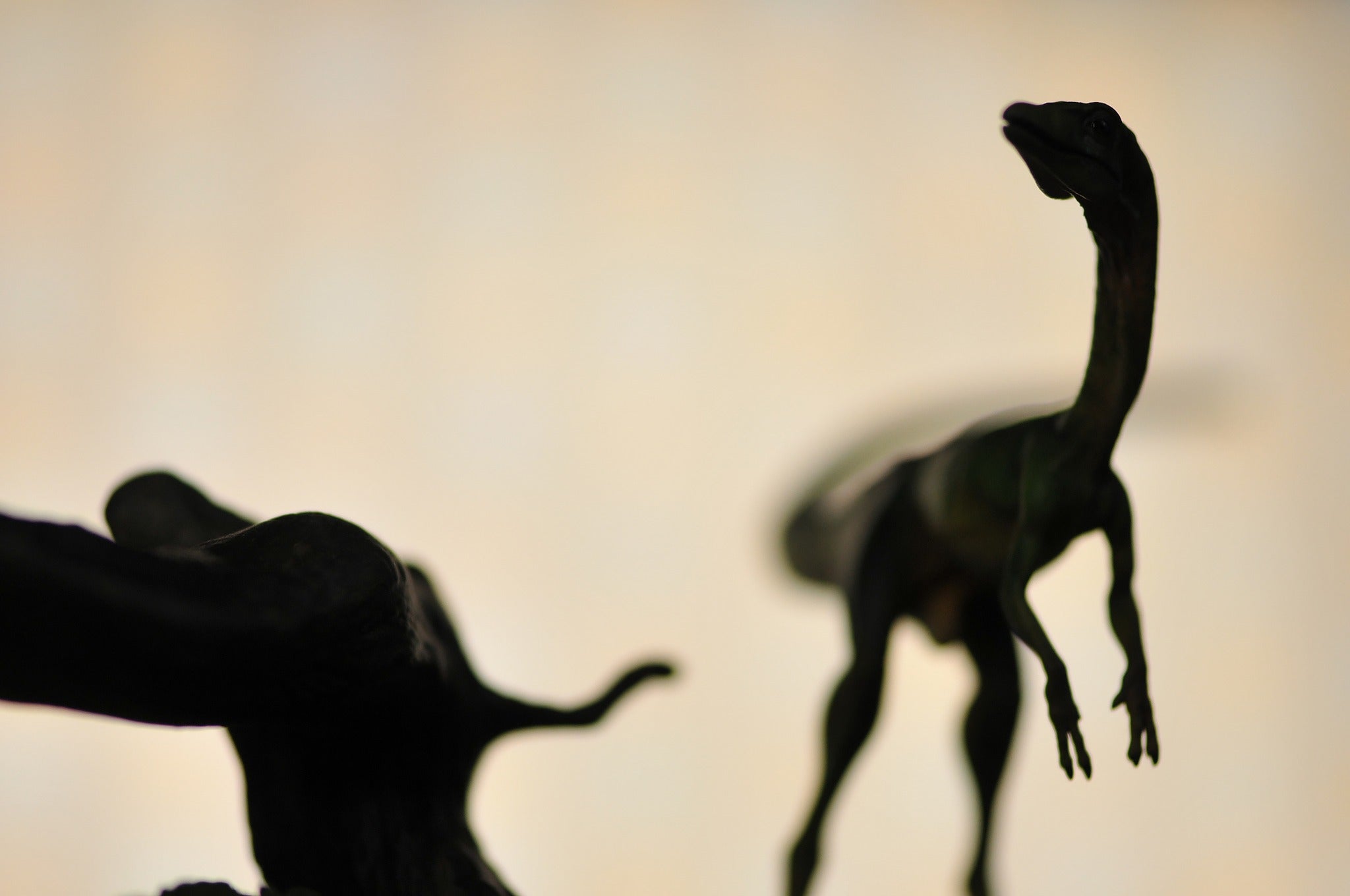 DINO DREAM 1/5 Scale Compsognathus Statue