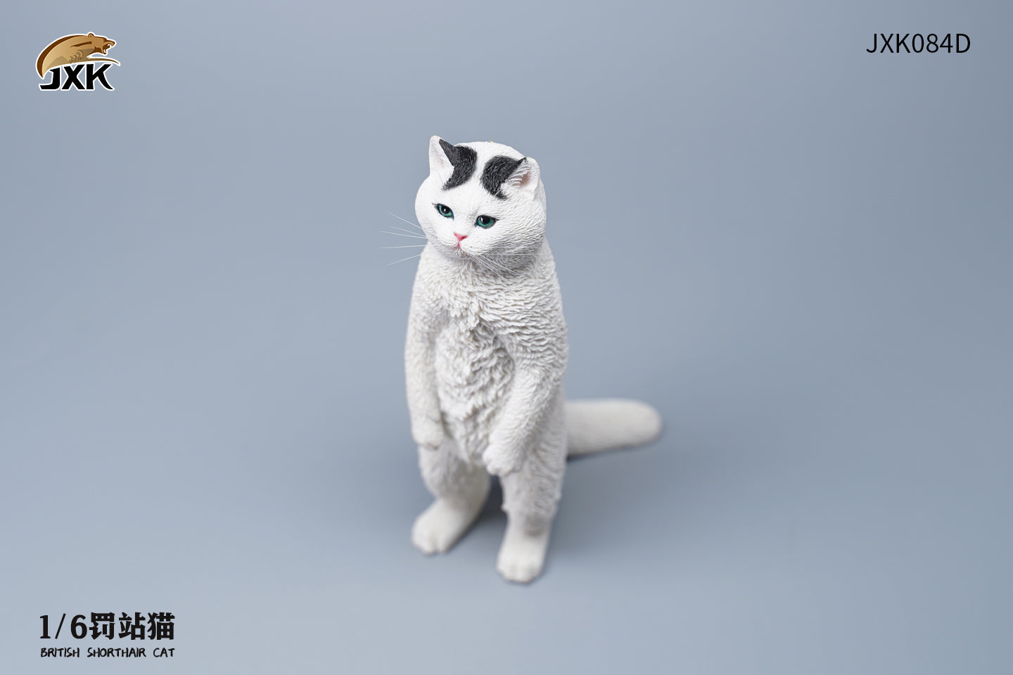 JXK 1/6 British Shorthair Cat