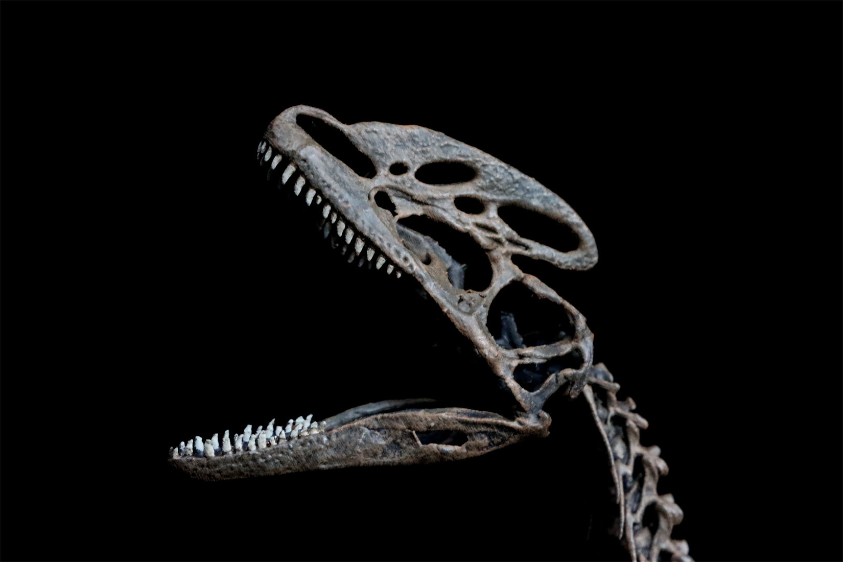 VWUVWU 1/10 Guanlong Wucaii Skeleton Model