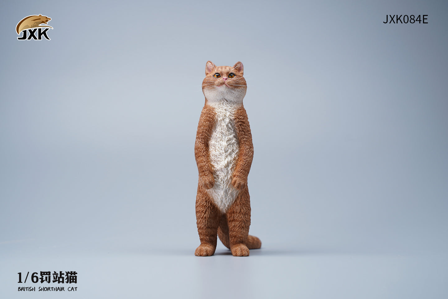 JXK 1/6 British Shorthair Cat
