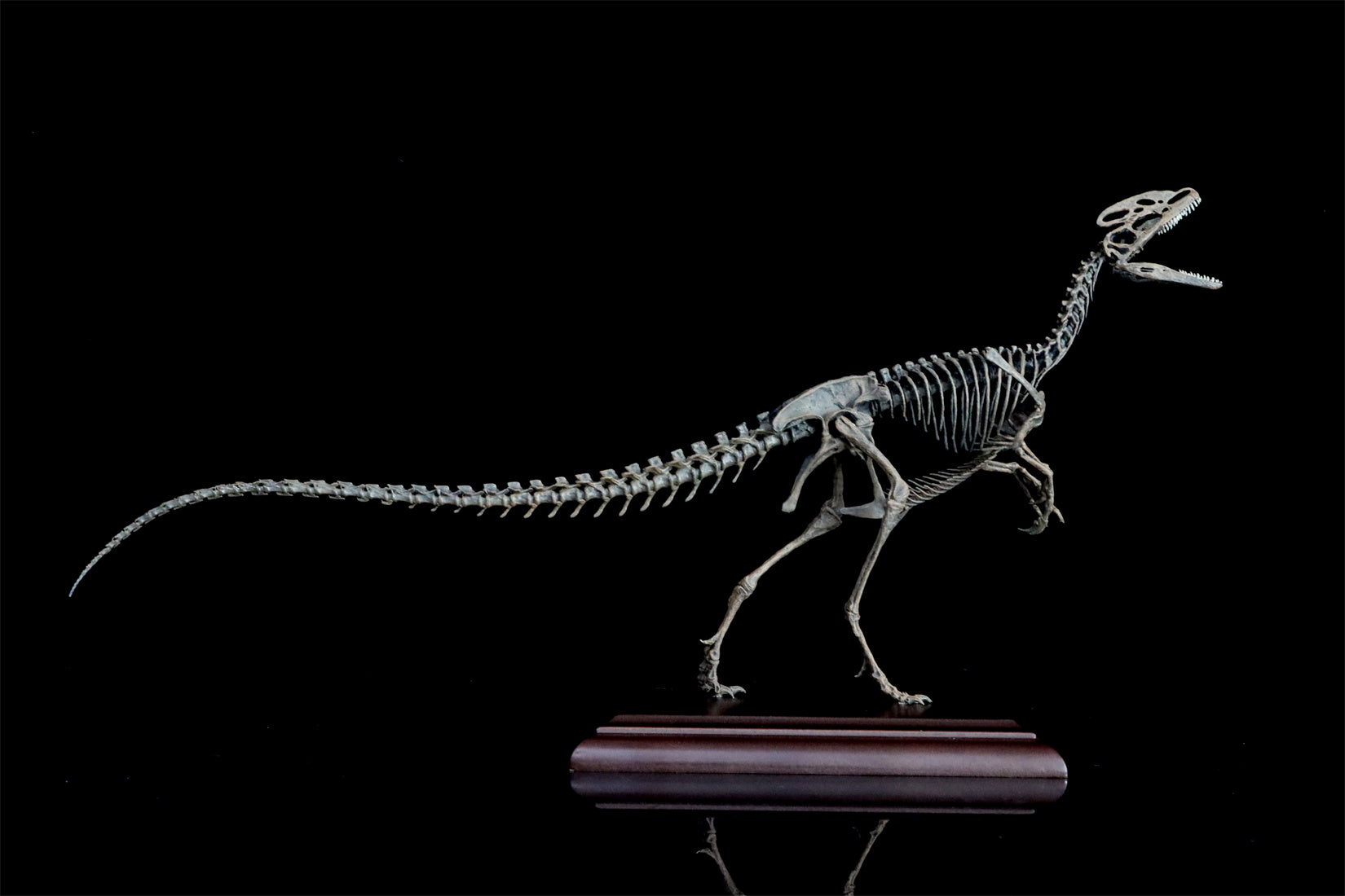 VWUVWU 1/10 Guanlong Wucaii Skeleton Model