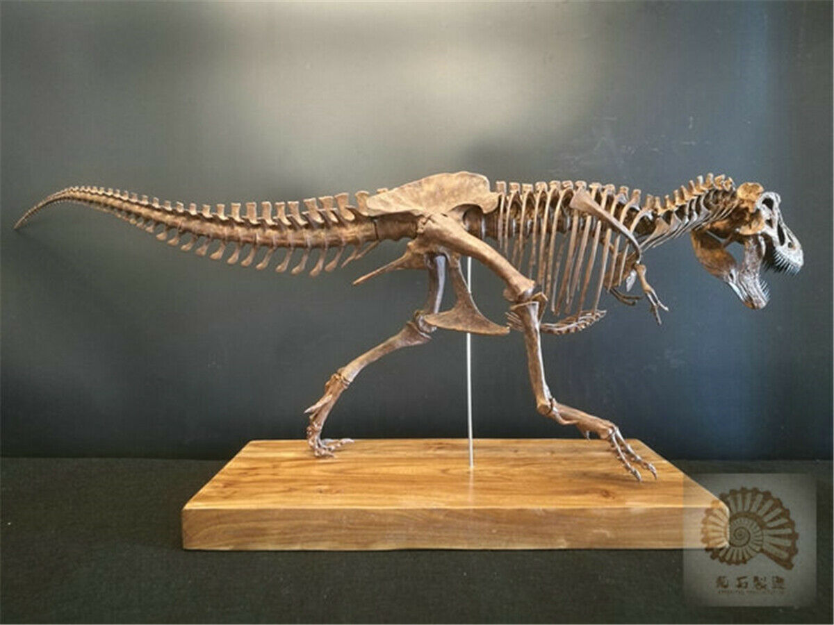 1/10 Tyrannosaurus Rex Skull Skeleton Model