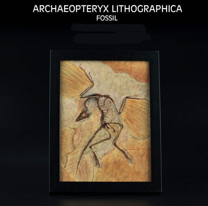 Vitae Archaeopteryx Fossil Photo Frame Model