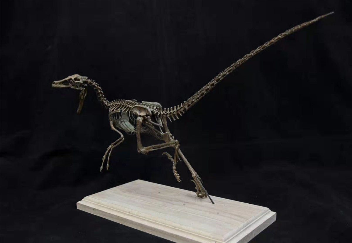 1/4 Velociraptor Skeleton Model