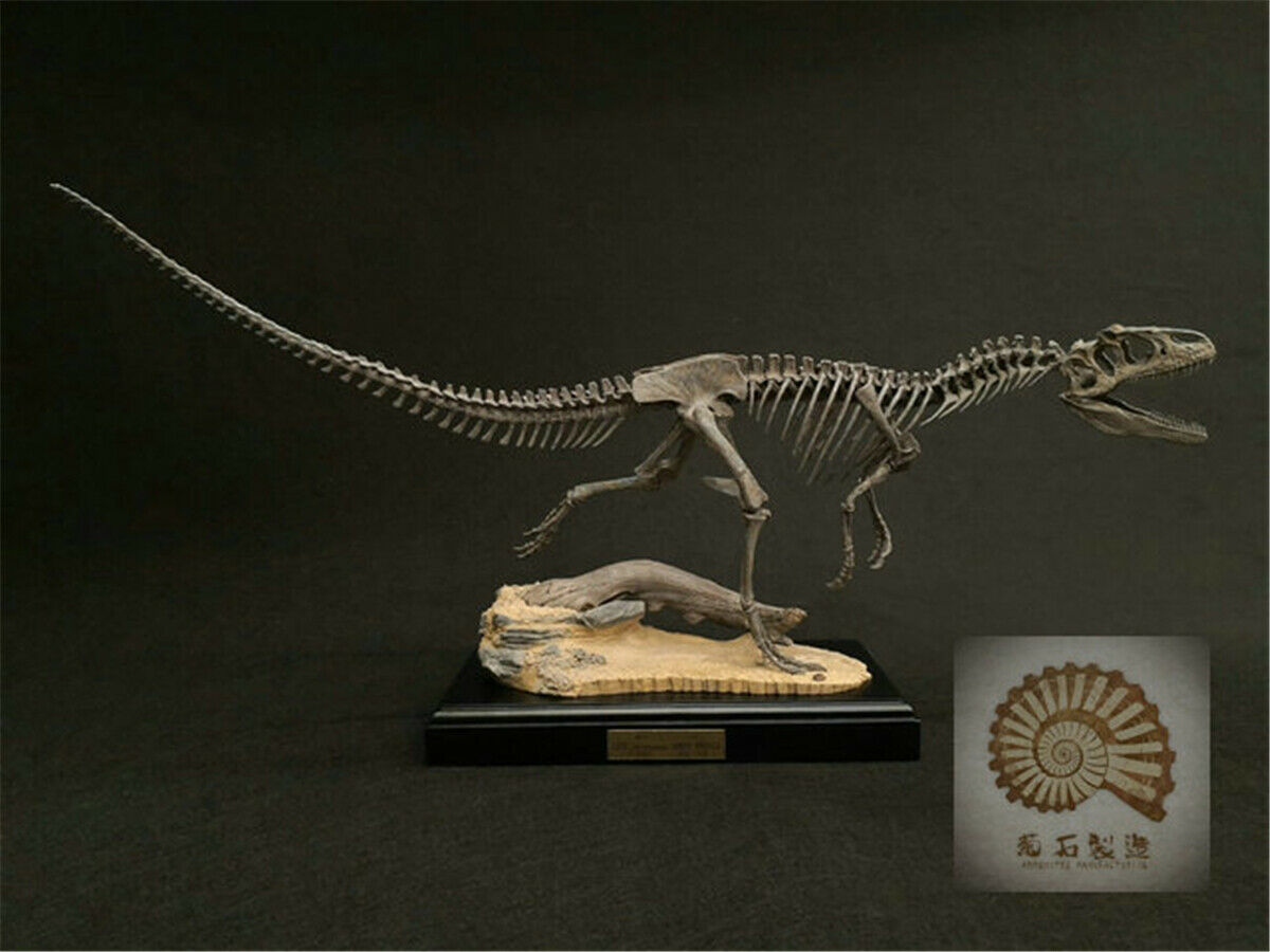 1/10 Allosaurus Skull Skeleton Model