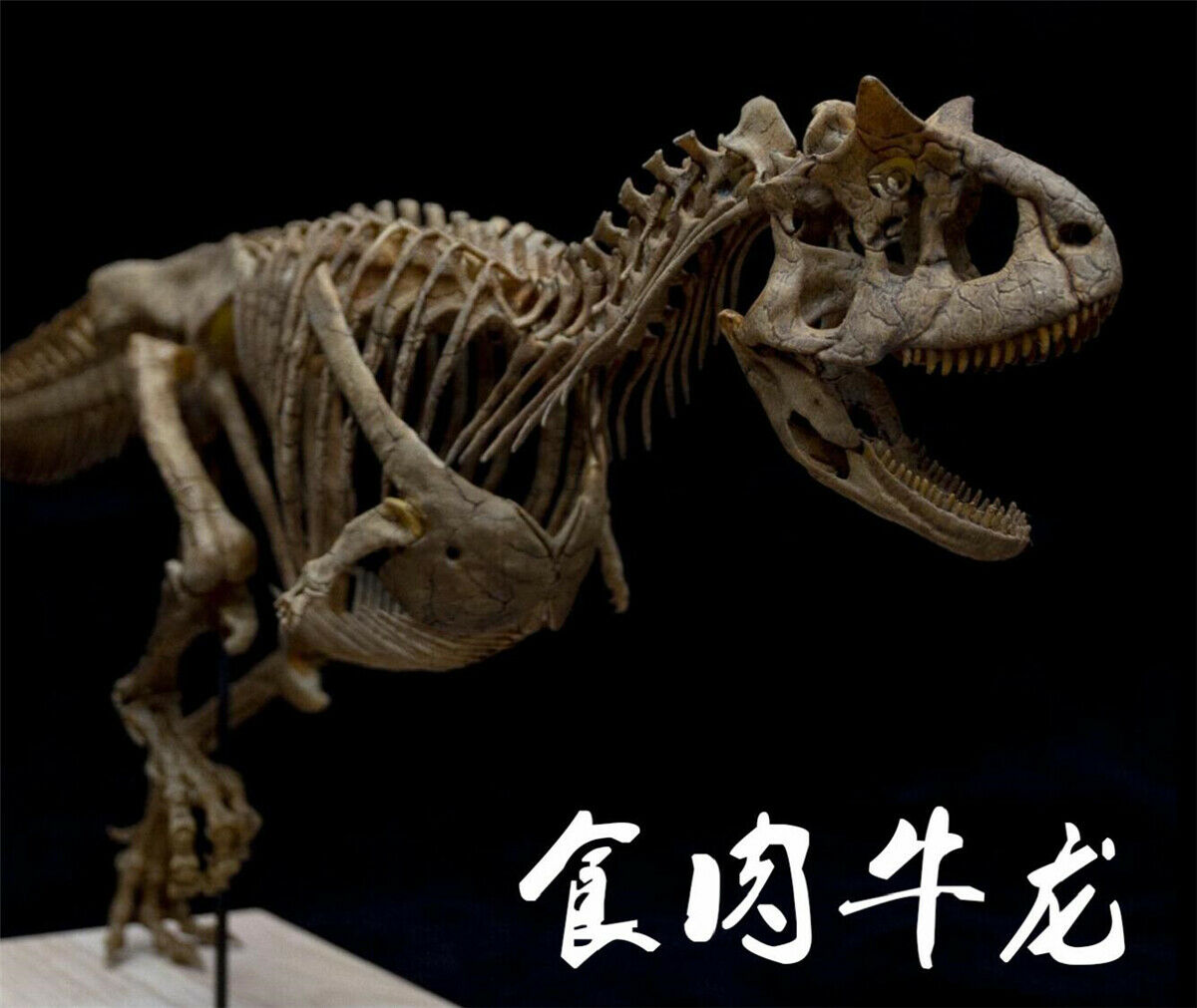 Carnotaurus Skeleton Model