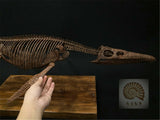 1/6 Liopleurodon Skull Skeleton Model