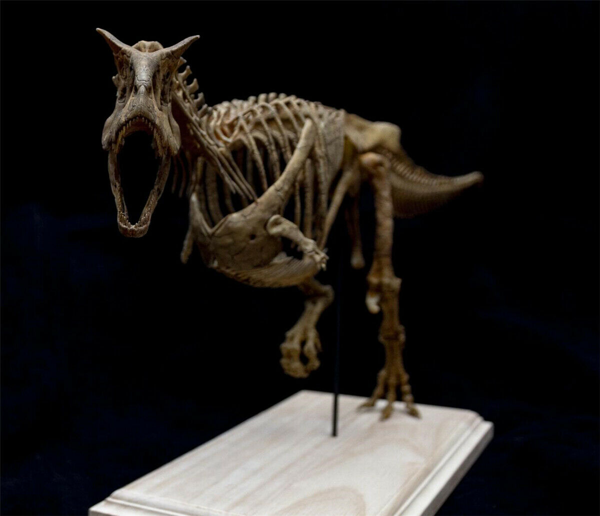 Carnotaurus Skeleton Model