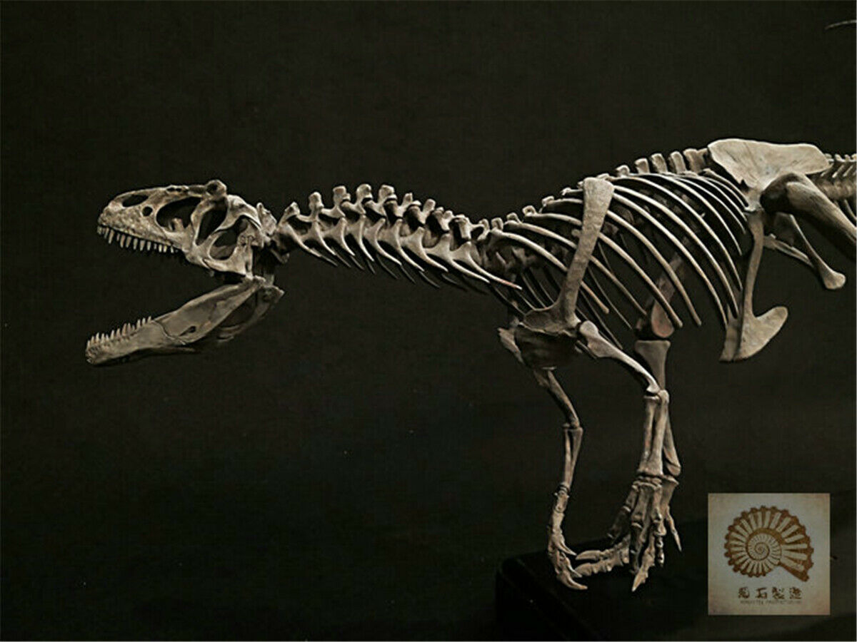 1/10 Allosaurus Skull Skeleton Model