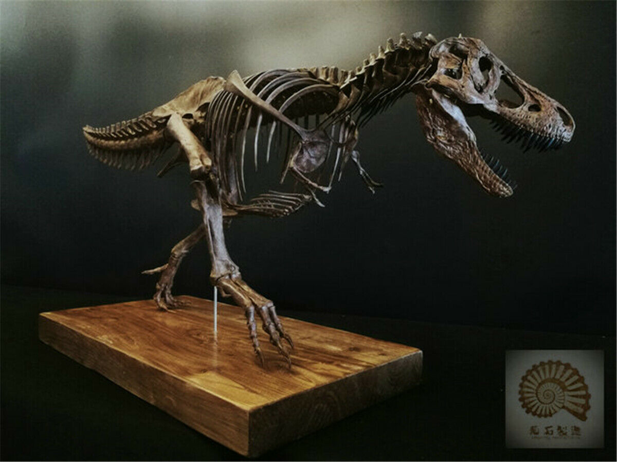 1/10 Tyrannosaurus Rex Skull Skeleton Model