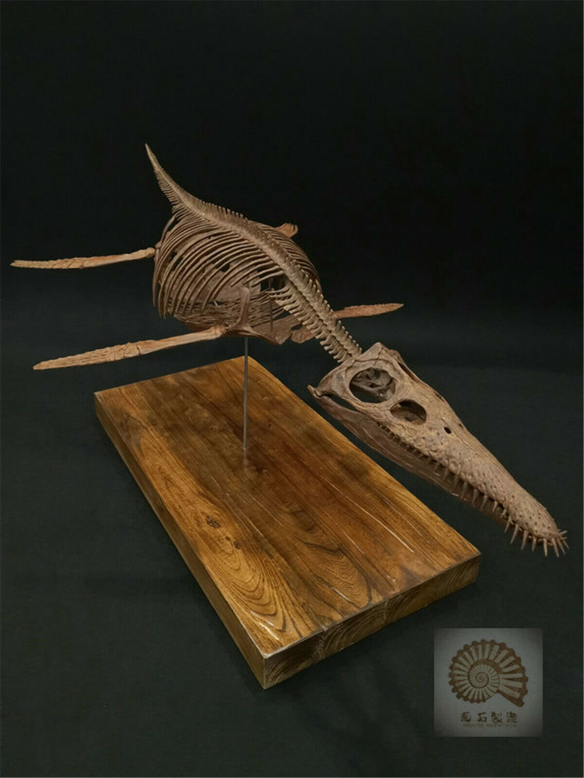 1/6 Liopleurodon Skull Skeleton Model