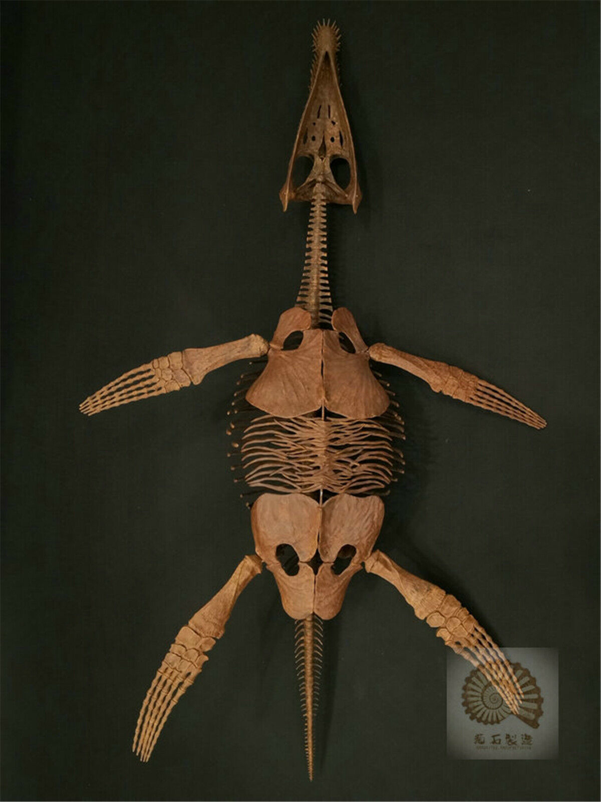 1/6 Liopleurodon Skull Skeleton Model