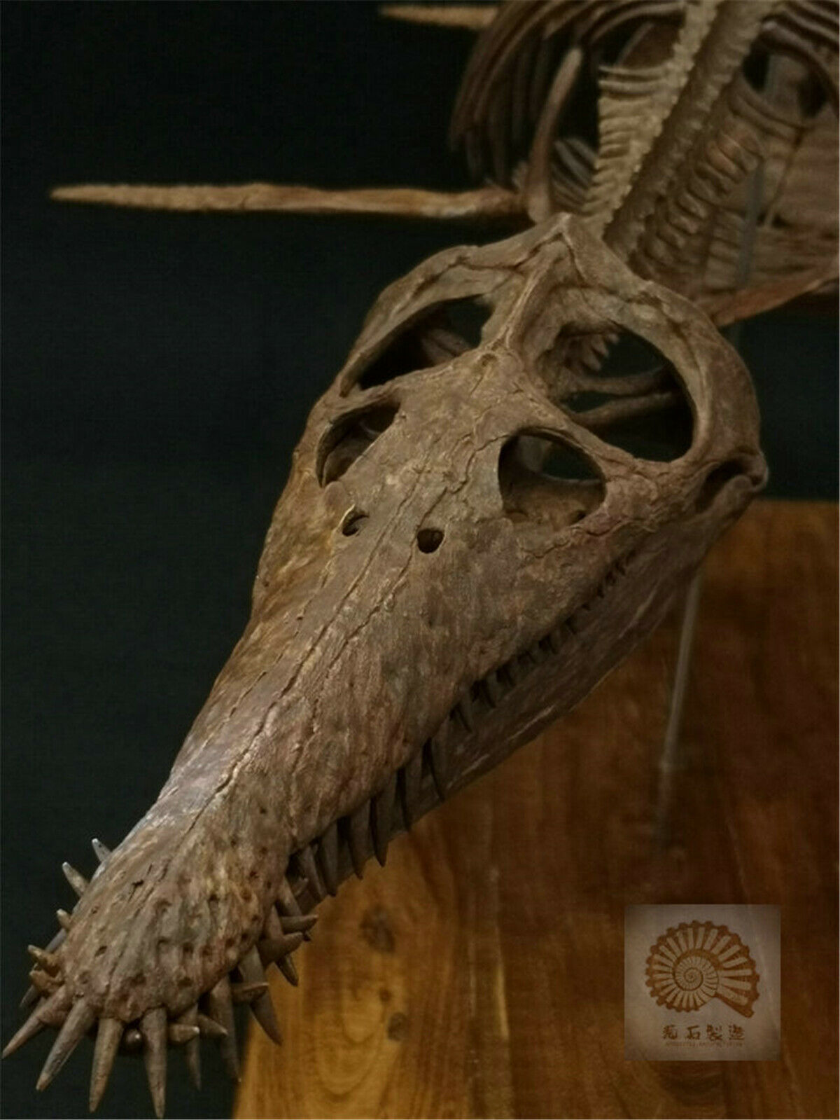 1/6 Liopleurodon Skull Skeleton Model