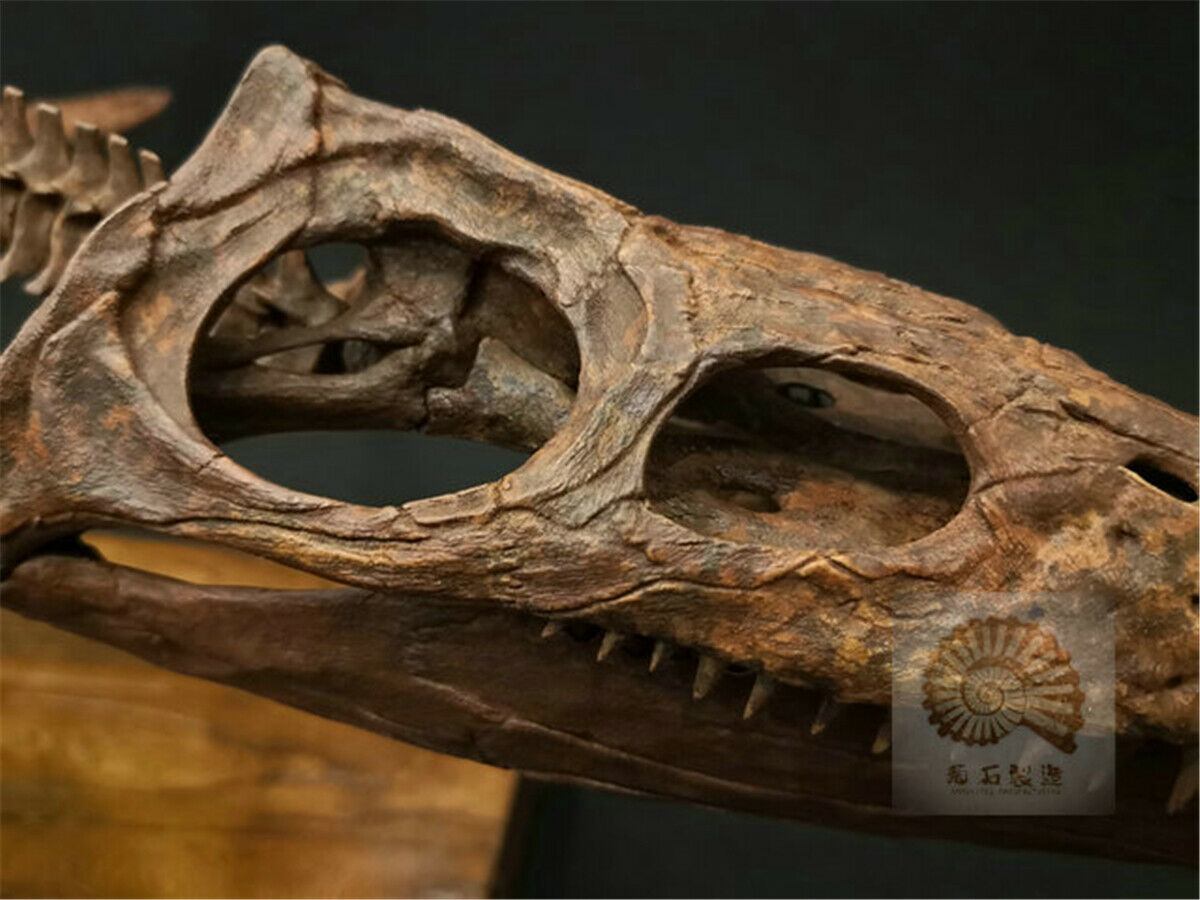 1/6 Liopleurodon Skull Skeleton Model