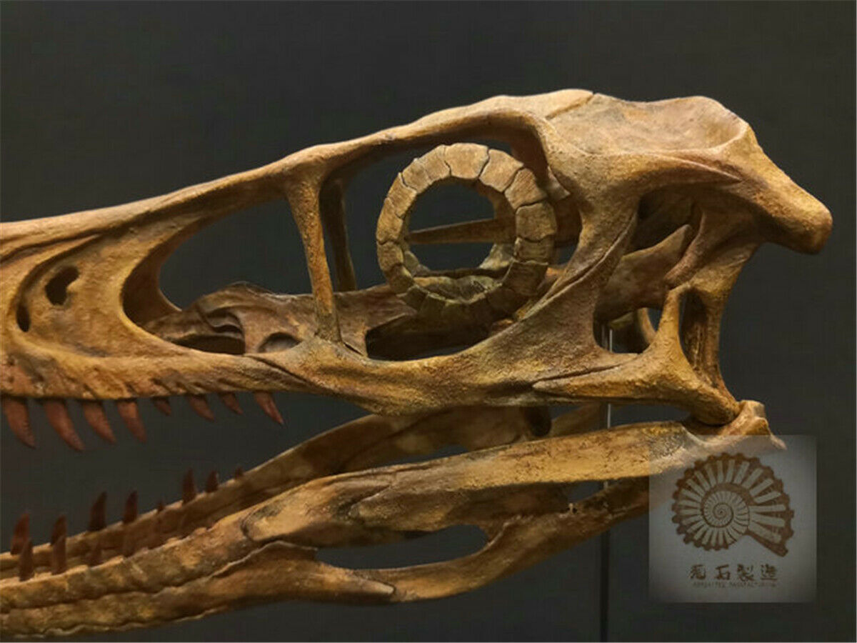 1/1 Velociraptor Skull Skeleton Model