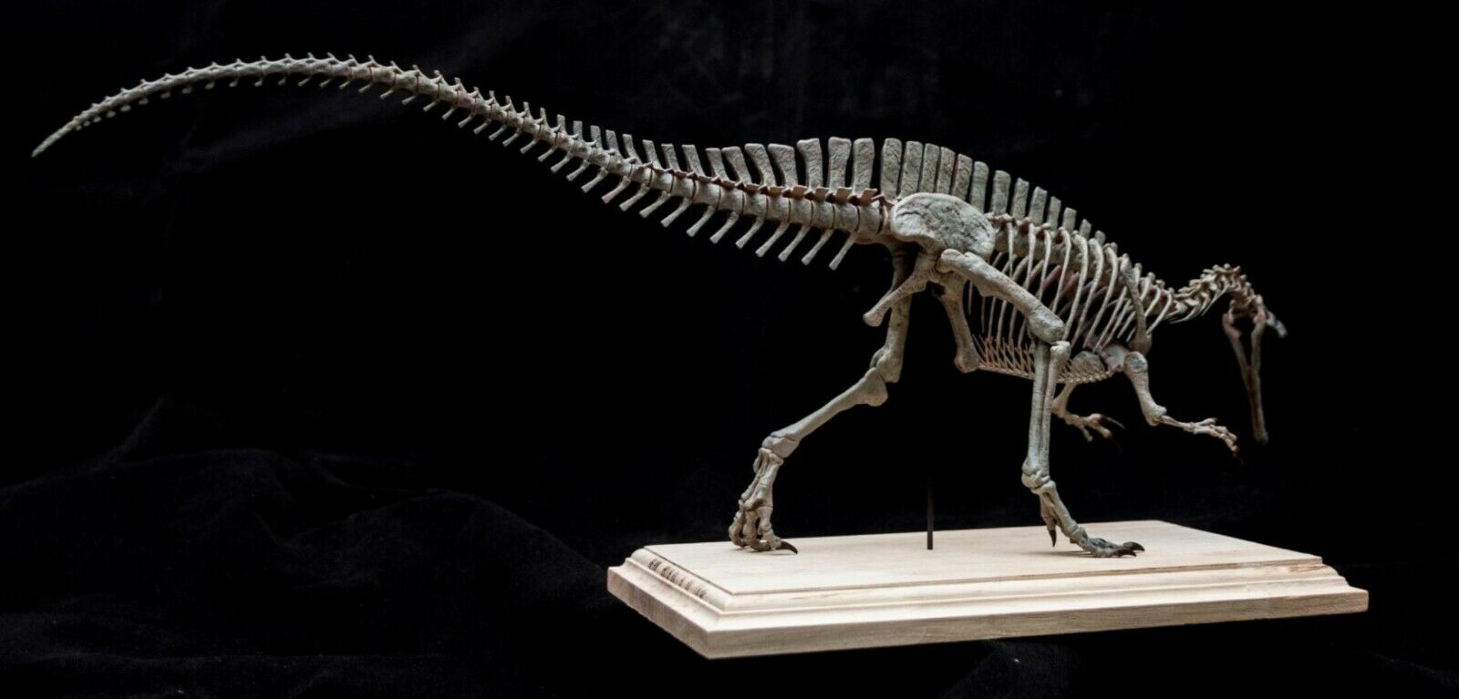 Suchomimus Skeleton Model