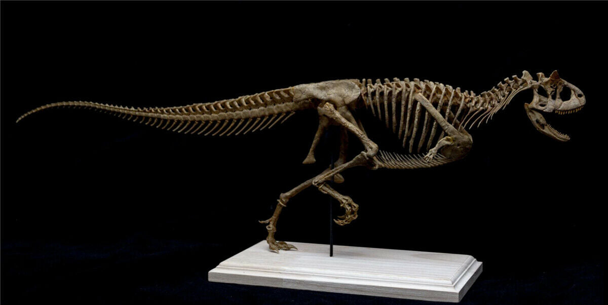 Carnotaurus Skeleton Model