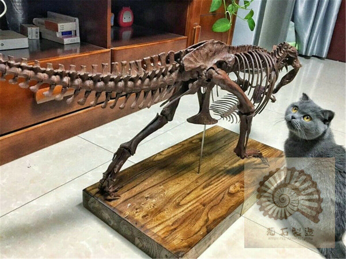 1/10 Tyrannosaurus Rex Skull Skeleton Model