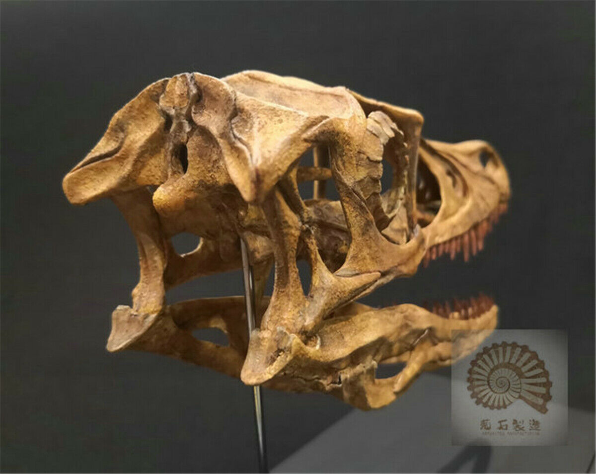 1/1 Velociraptor Skull Skeleton Model