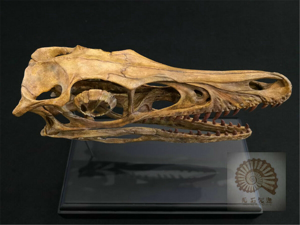1/1 Velociraptor Skull Skeleton Model