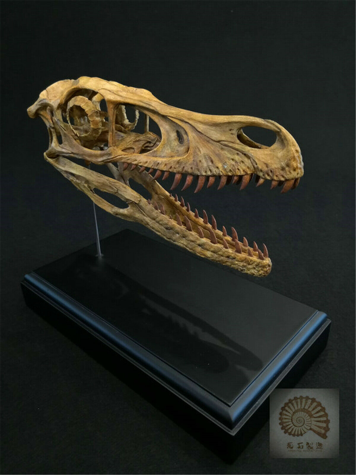 1/1 Velociraptor Skull Skeleton Model