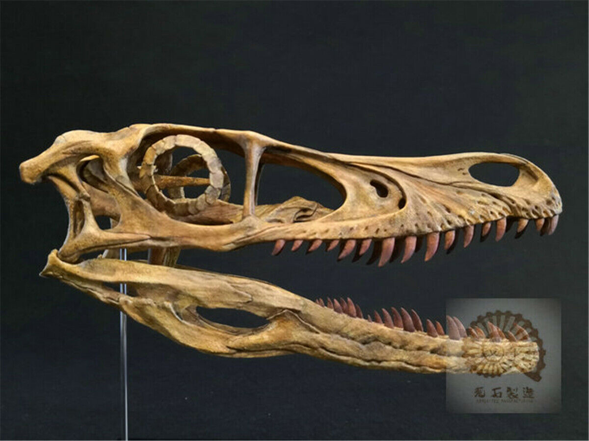 1/1 Velociraptor Skull Skeleton Model