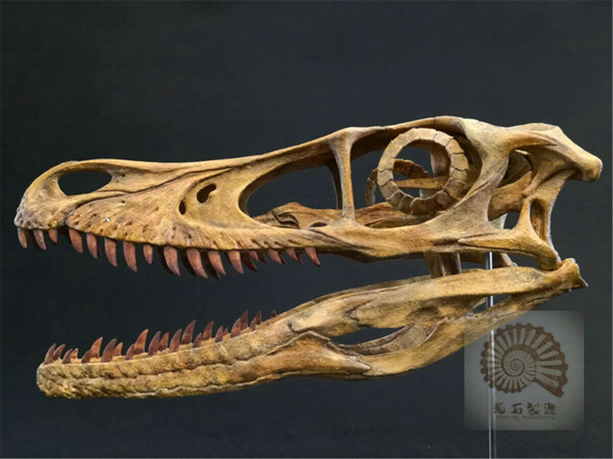 1/1 Velociraptor Skull Skeleton Model
