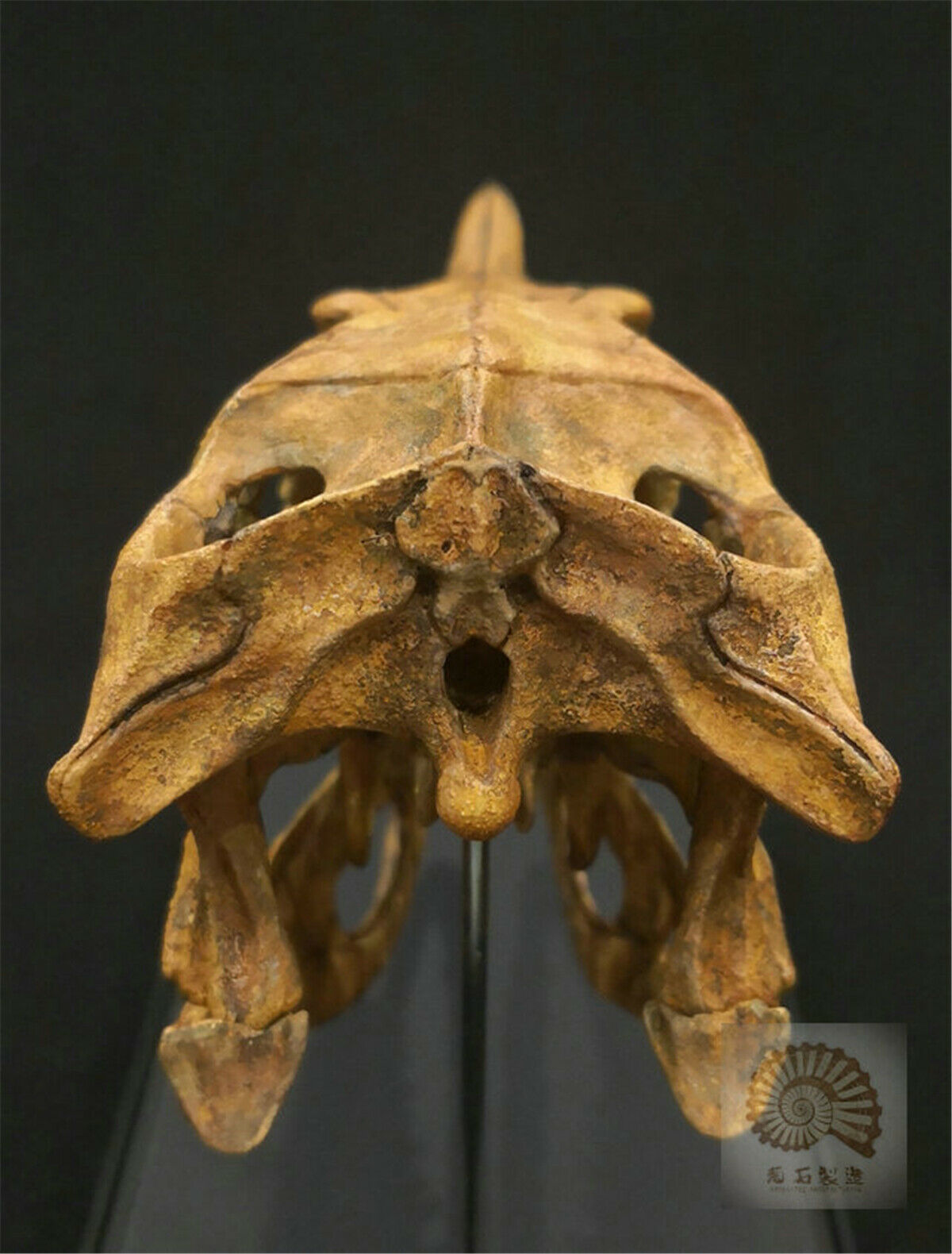 1/1 Velociraptor Skull Skeleton Model