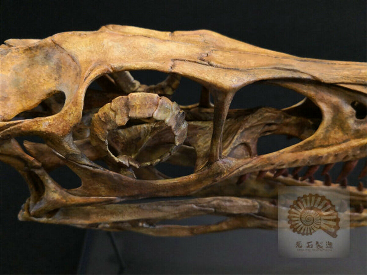1/1 Velociraptor Skull Skeleton Model