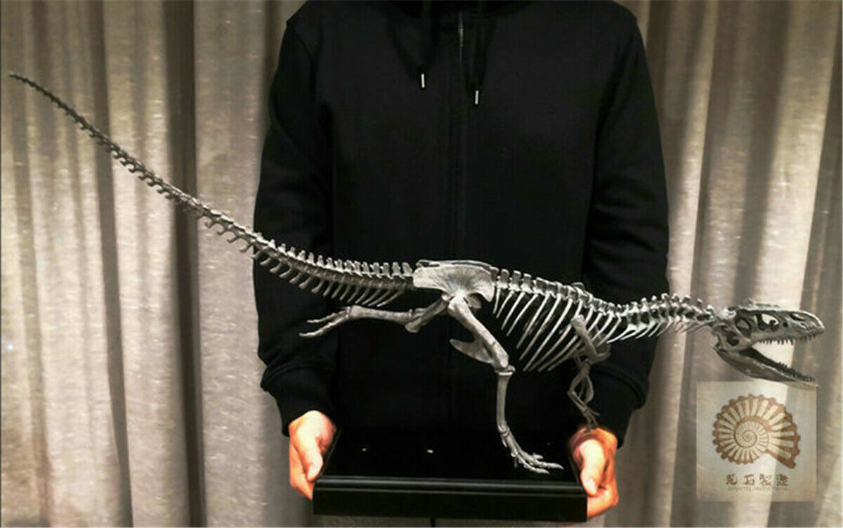 1/10 Allosaurus Skull Skeleton Model