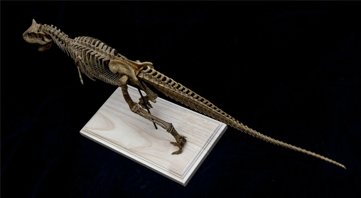 Carnotaurus Skeleton Model