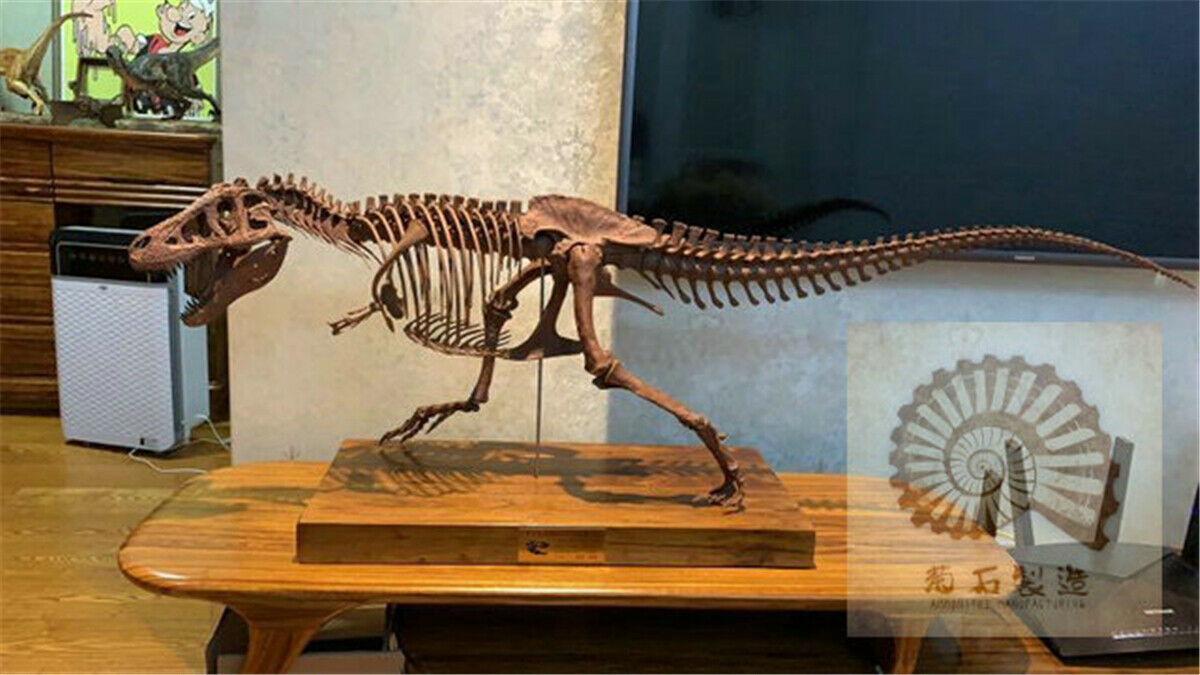 1/10 Tyrannosaurus Rex Skull Skeleton Model