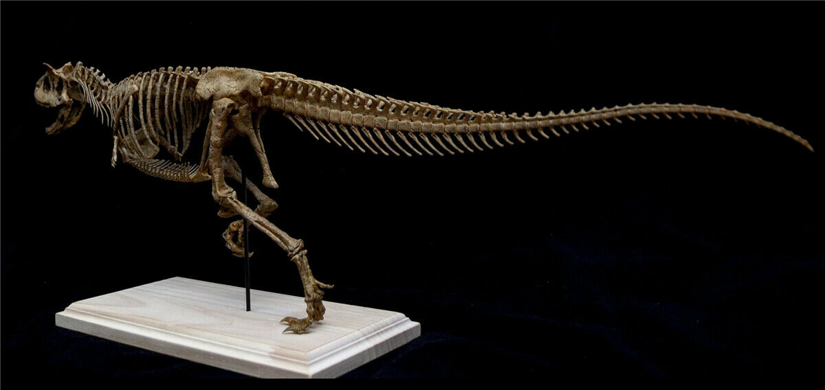Carnotaurus Skeleton Model