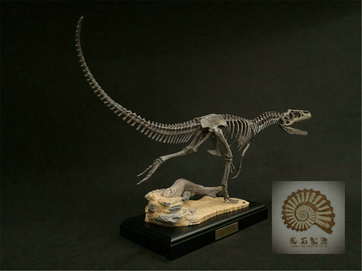 1/10 Allosaurus Skull Skeleton Model