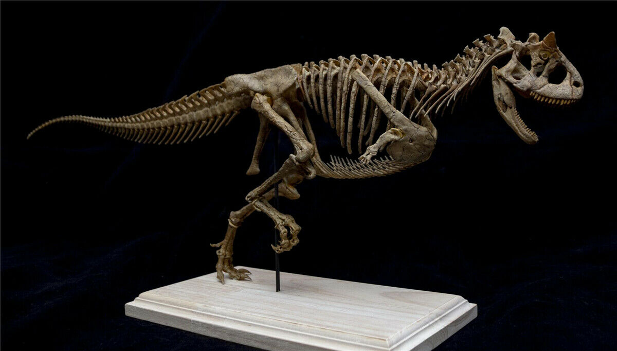 Carnotaurus Skeleton Model