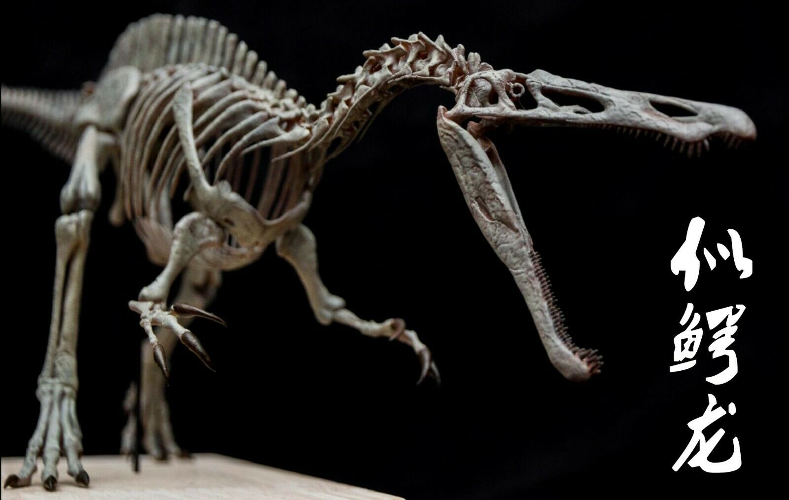 Suchomimus Skeleton Model