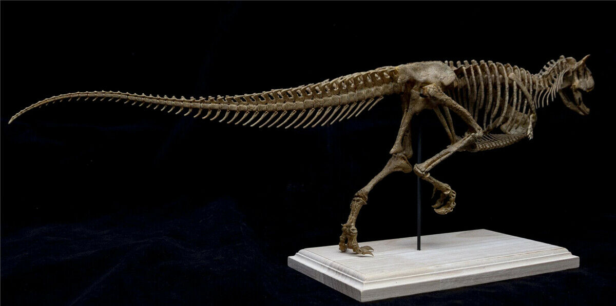 Carnotaurus Skeleton Model