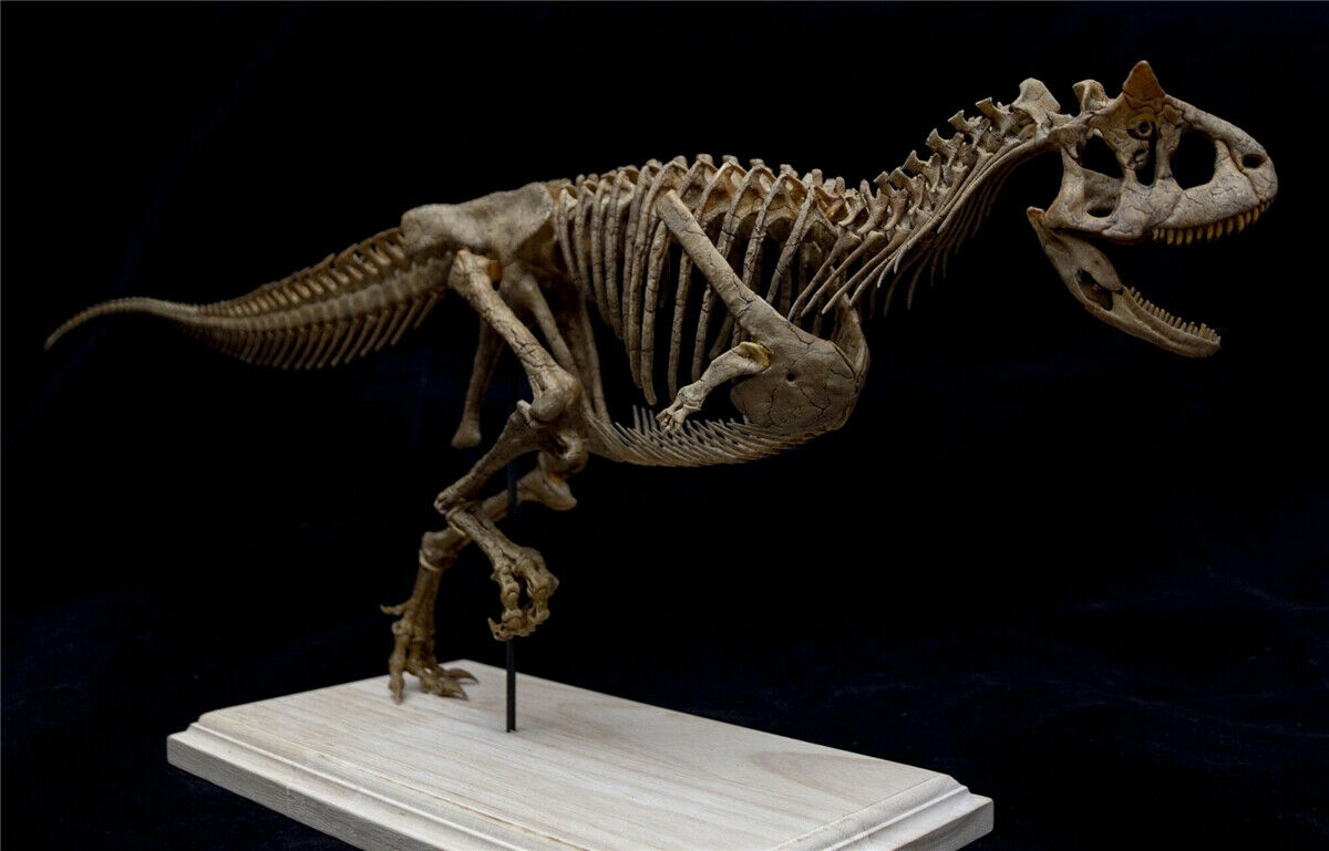 Carnotaurus Skeleton Model