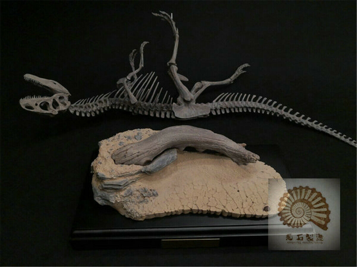 1/10 Allosaurus Skull Skeleton Model