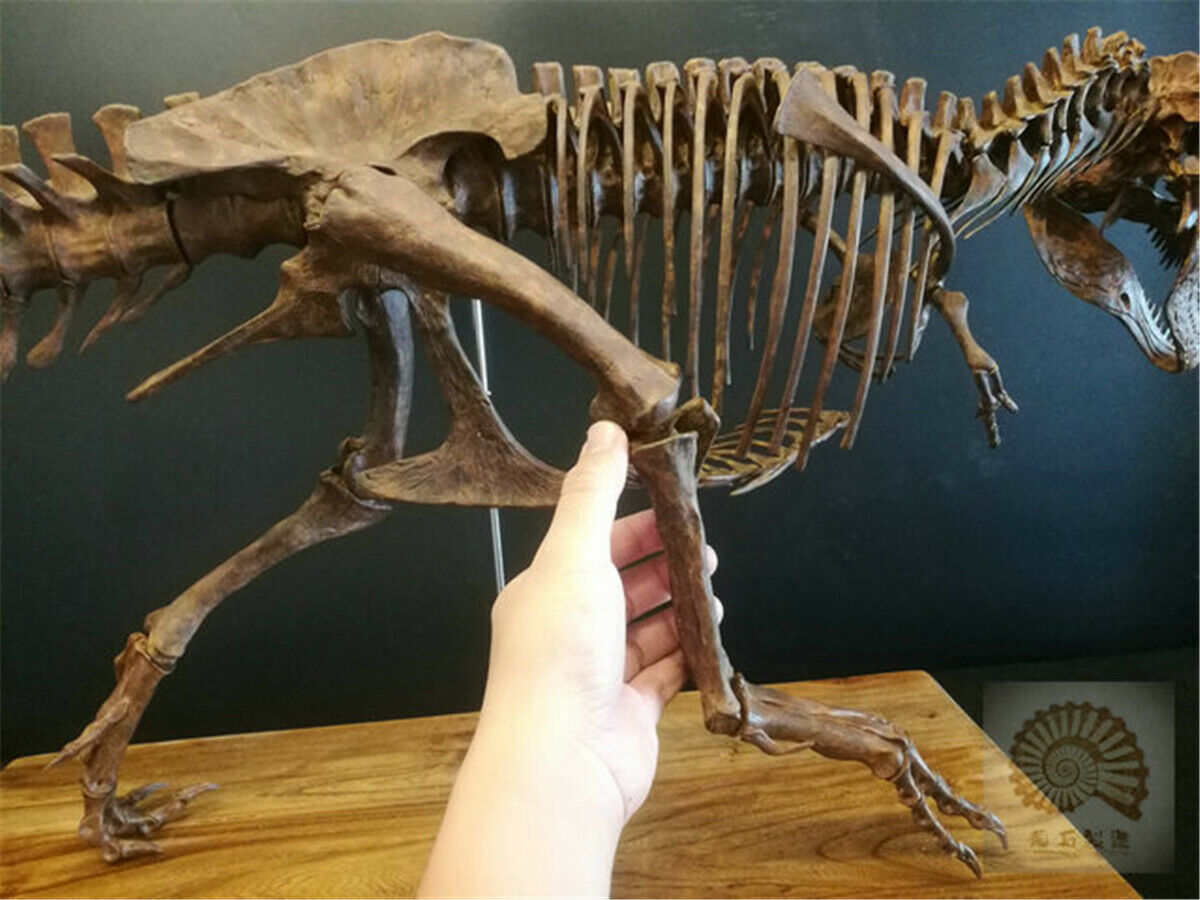 1/10 Tyrannosaurus Rex Skull Skeleton Model