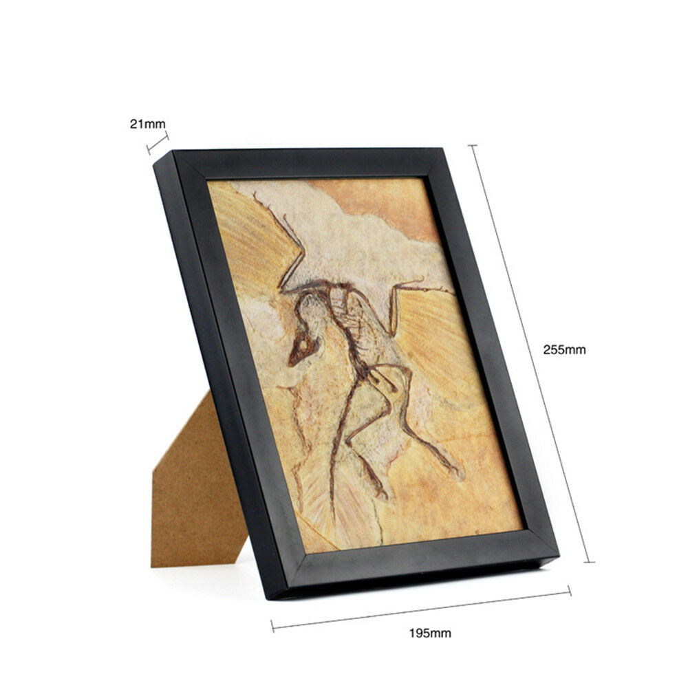 Vitae Archaeopteryx Fossil Photo Frame Model