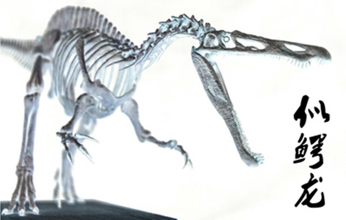 Suchomimus Skeleton Model