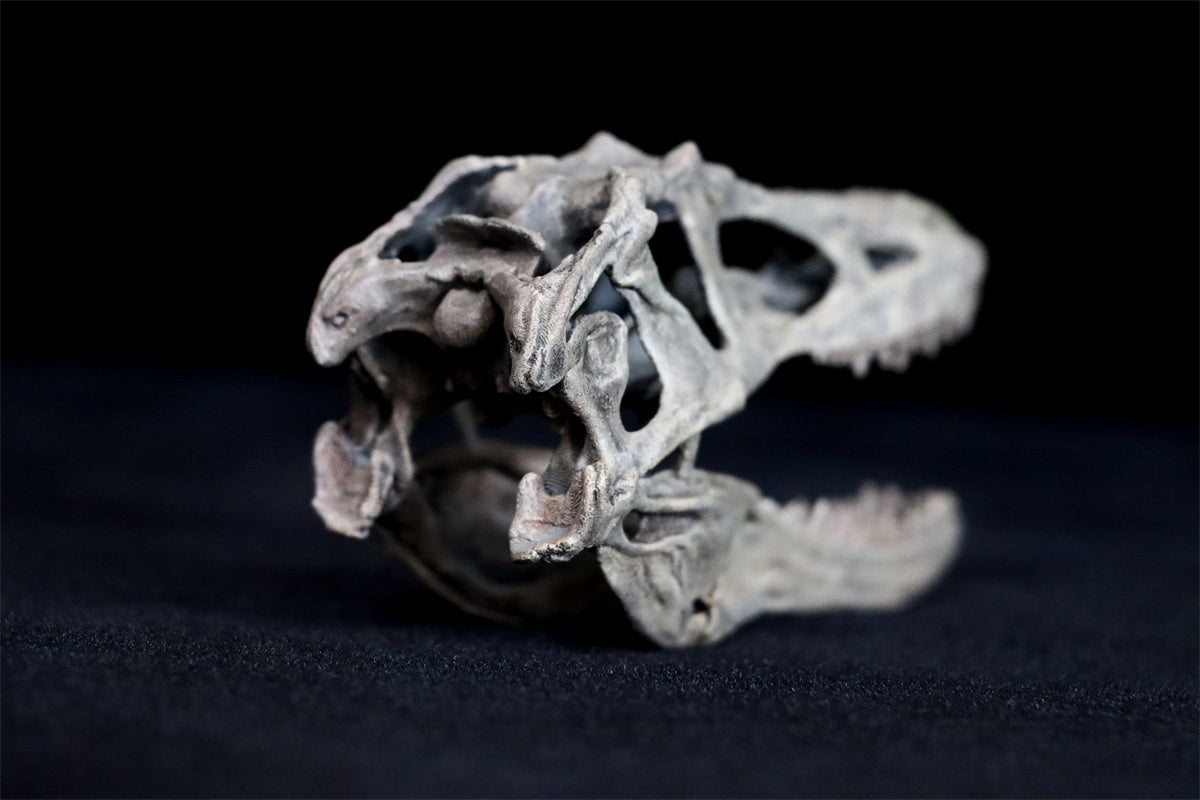 Tyrannosaurus Skull Model