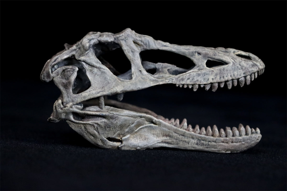 Tyrannosaurus Skull Model