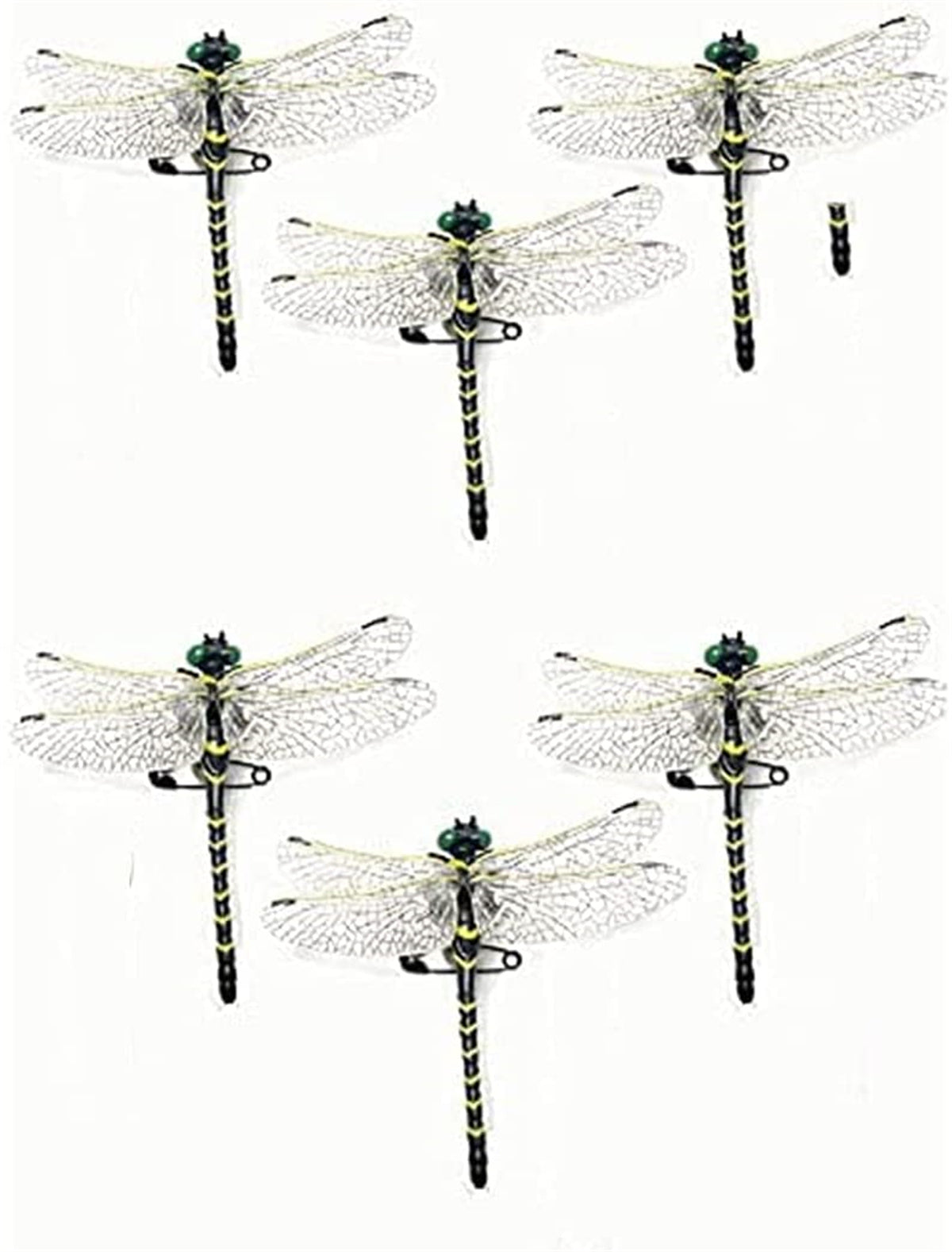 Anotogaster Dragonfly Model