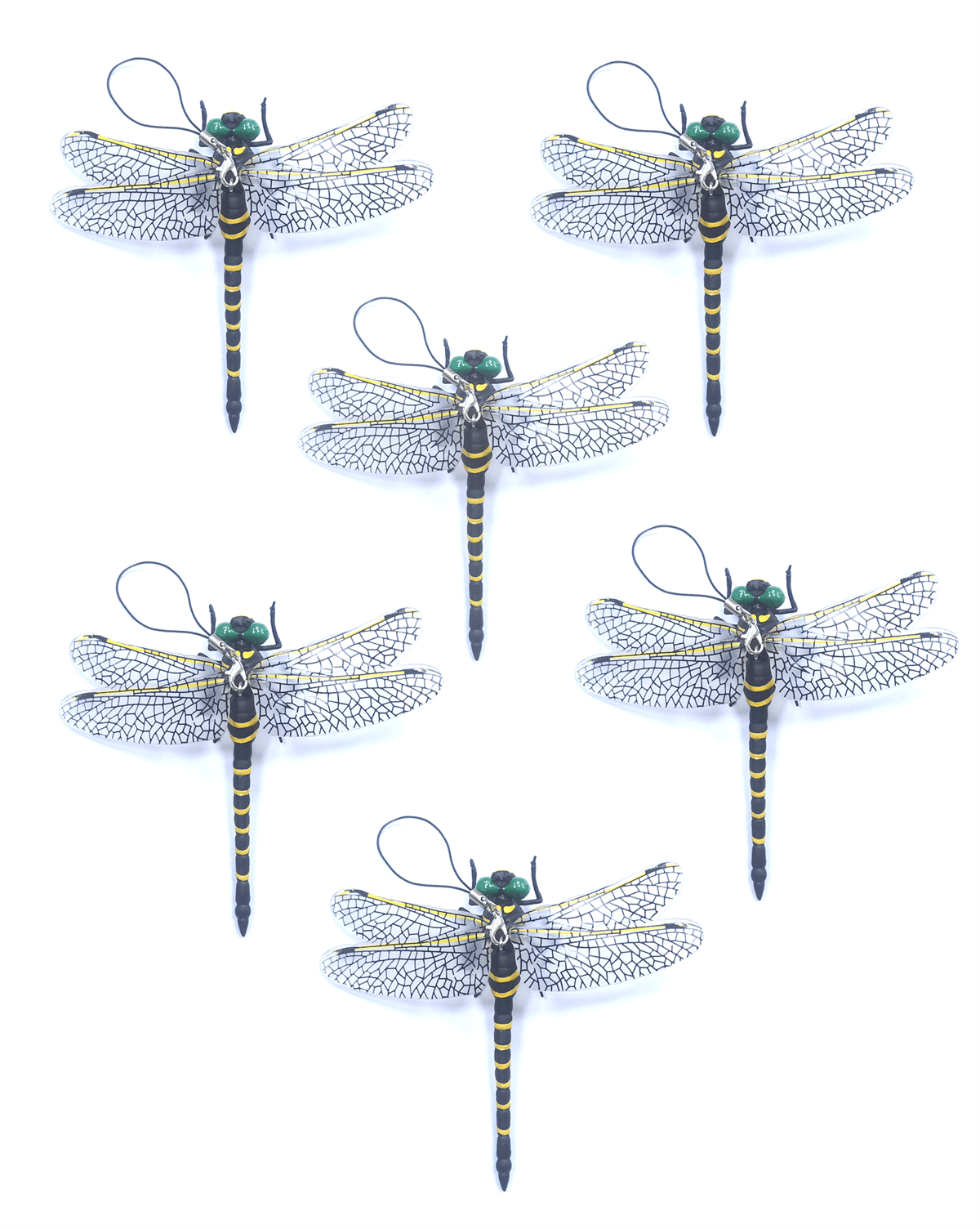 Anotogaster Dragonfly Model