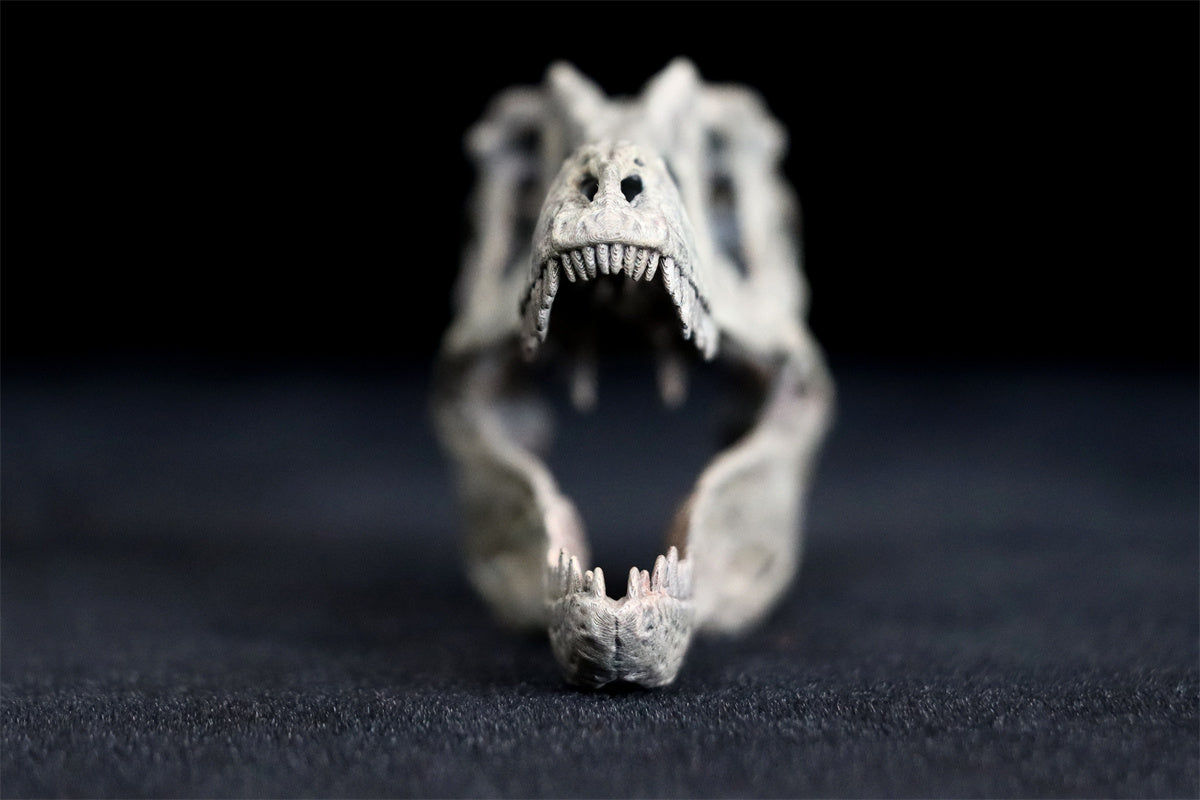 Tyrannosaurus Skull Model