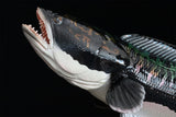 Angling World Studio Giant Indonesian SnakeHead Toman Fish Model