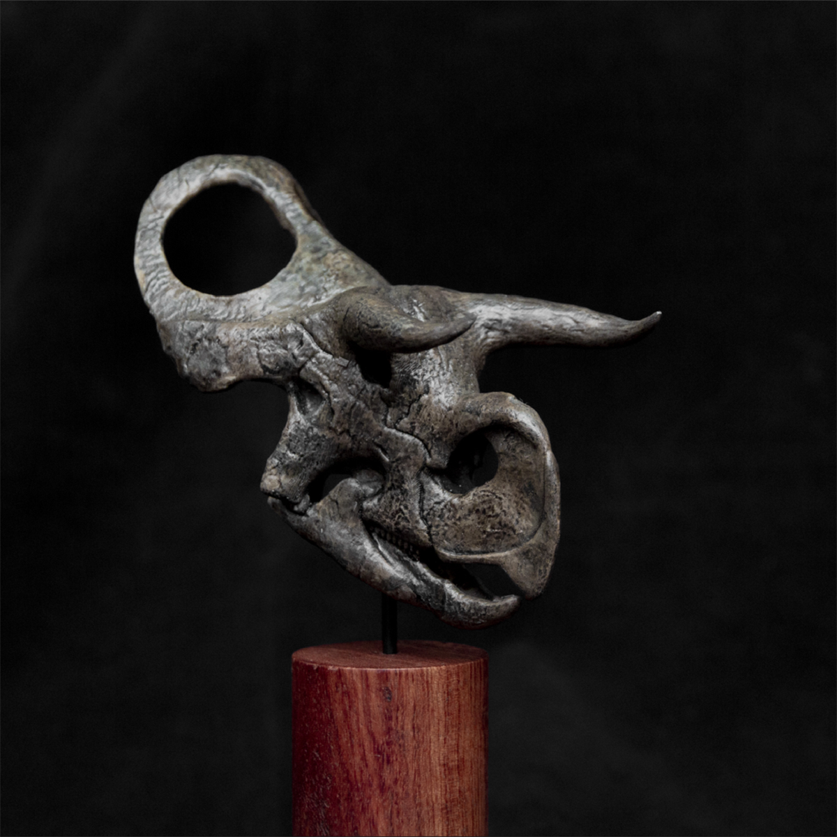 Nasutoceratops titusi Skull Model
